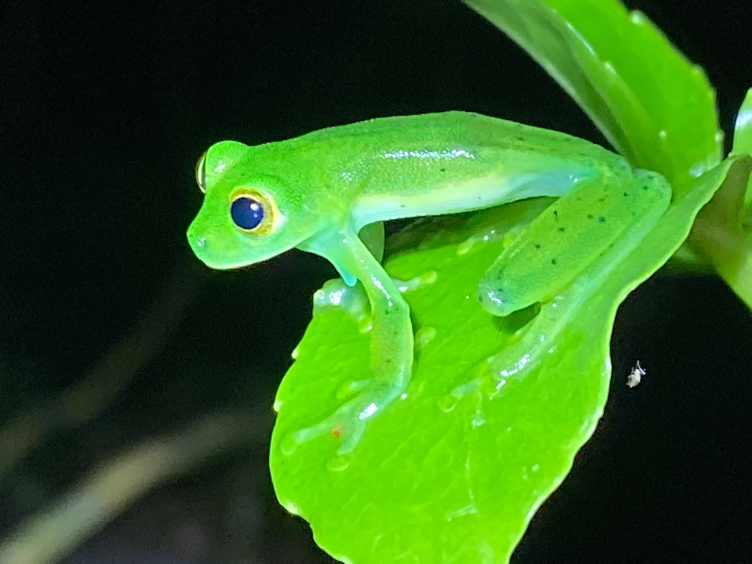 Frog at night in Monteverde Costa Rica