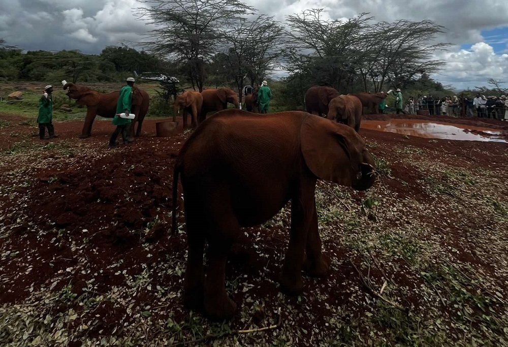 Countless Postcards Elephants