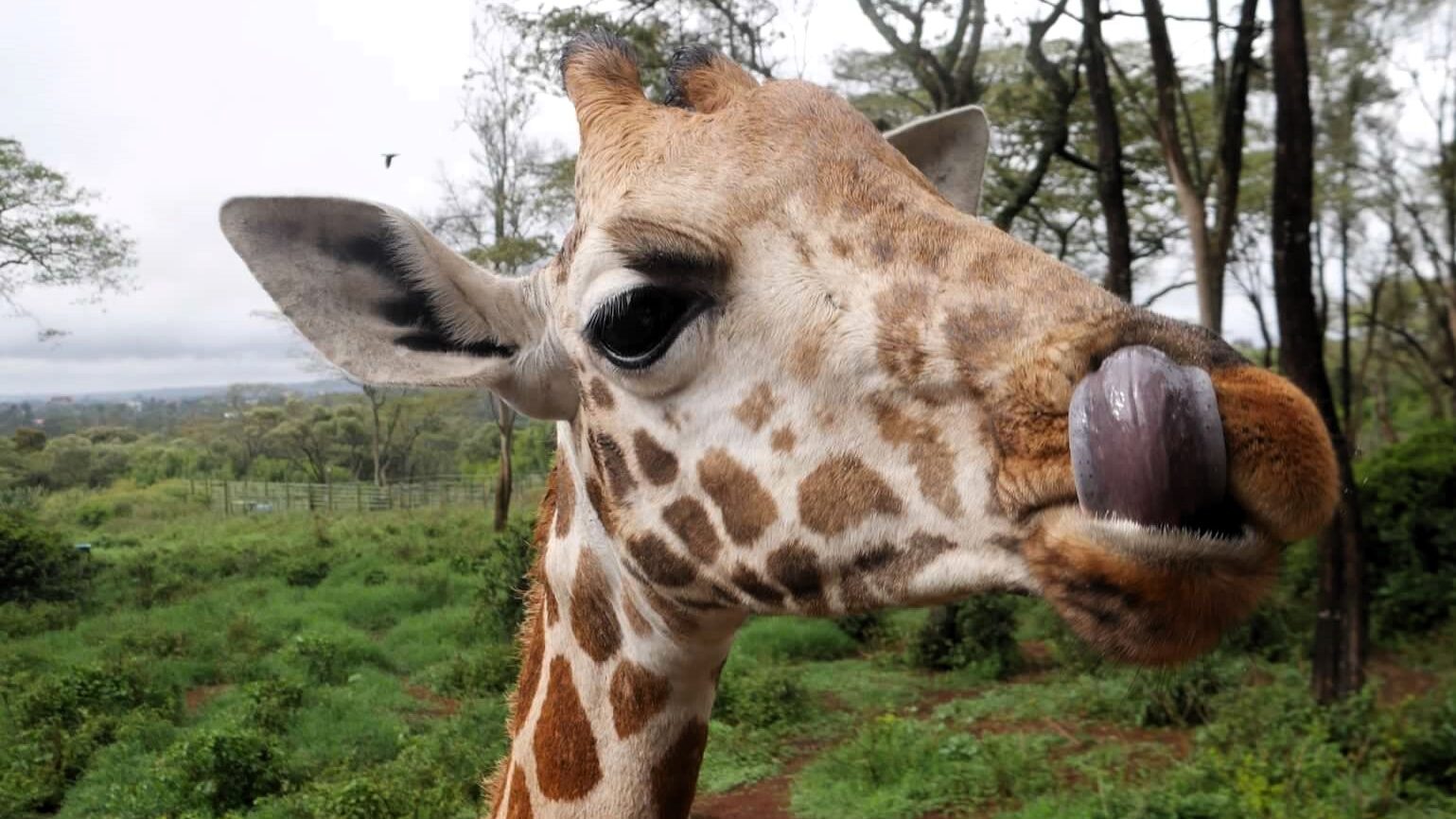 giraffe licking its lips